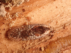 Agonopterix hypericella