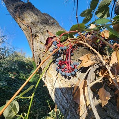Parthenocissus quinquefolia