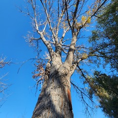Populus deltoides