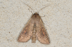 Mythimna convecta