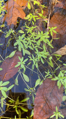 Callitriche palustris