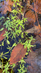 Floerkea proserpinacoides