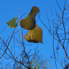 Populus deltoides