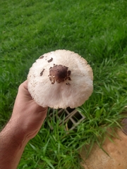 Chlorophyllum