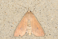 Mythimna convecta