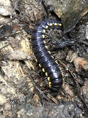 Harpaphe haydeniana scotia