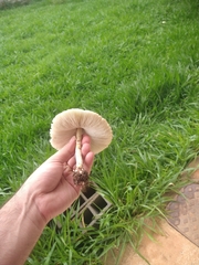Chlorophyllum