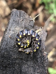 Harpaphe haydeniana scotia