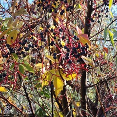 Parthenocissus quinquefolia