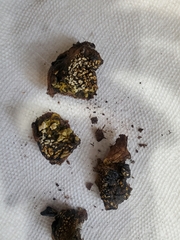 Pisolithus arenarius