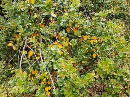 Cryptocarya alba