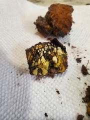 Pisolithus arenarius