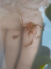 Macropodia longirostris