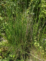 Equisetum ramosissimum