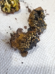 Pisolithus arenarius