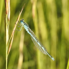 Erythromma lindenii