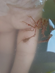 Macropodia longirostris