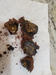 Pisolithus arenarius