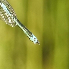 Erythromma lindenii