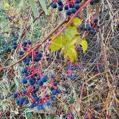 Parthenocissus quinquefolia