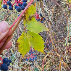 Parthenocissus quinquefolia