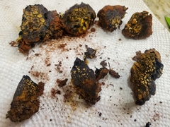 Pisolithus arenarius