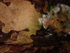 Heterobasidion annosum