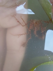 Macropodia longirostris