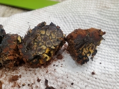 Pisolithus arenarius