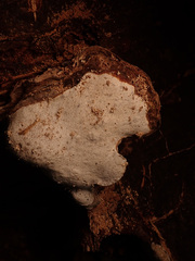 Heterobasidion annosum