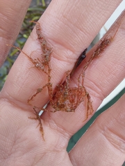 Macropodia longirostris