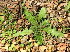 Carduus pycnocephalus