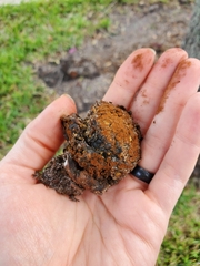 Pisolithus arenarius