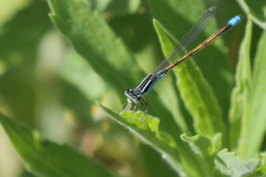 Ischnura fluviatilis