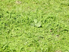 Cynoglossum cheirifolium