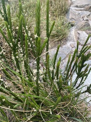Struthiola dodecandra