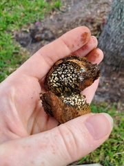 Pisolithus arenarius