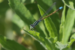 Ischnura fluviatilis