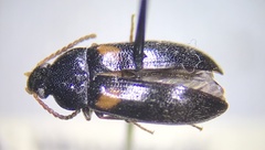 Mycetochara