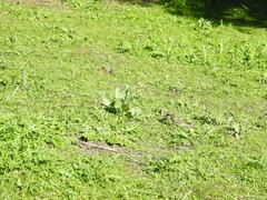 Cynoglossum cheirifolium