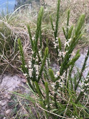 Struthiola dodecandra