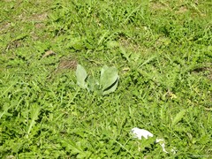 Cynoglossum cheirifolium