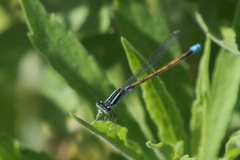 Ischnura fluviatilis