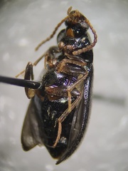 Mycetochara