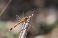 Erythrodiplax nigricans