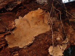 Heterobasidion annosum
