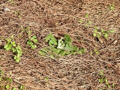 Verbascum pulverulentum
