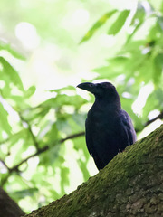 Corvus macrorhynchos japonensis