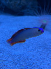 Nemateleotris decora