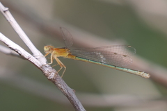 Ischnura fluviatilis